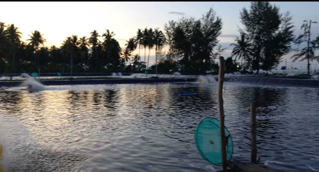 Tambak Ikan Bandeng Di Desa Cot Lheu Rheng